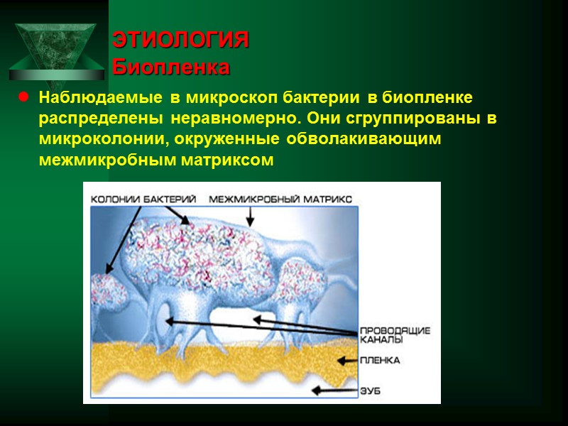 ЭТИОЛОГИЯ Биопленка Наблюдаемые в микроскоп бактерии в биопленке распределены неравномерно. Они сгруппированы в микроколонии,